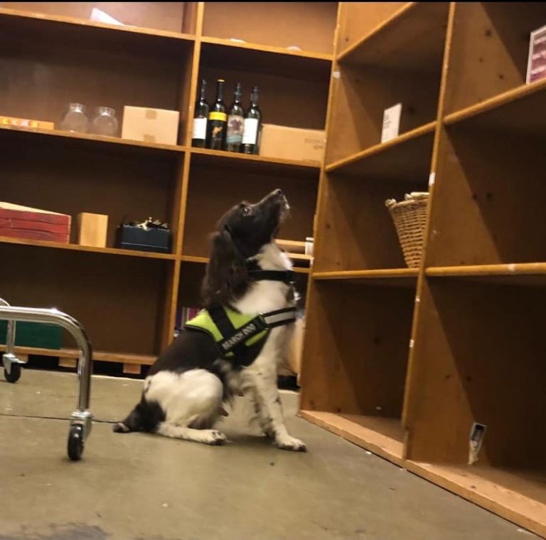 Detection dog Arya
