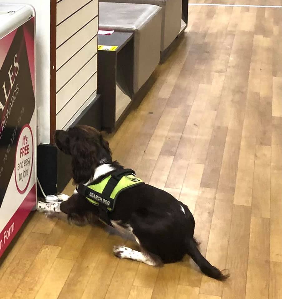 search dog 11