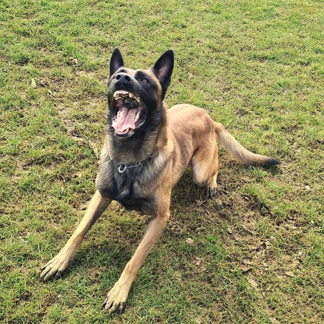 security dog 16 result 640x640 1