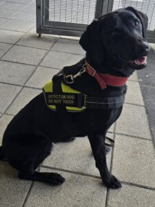 Ember the Drugs Detection Dog working Hard
