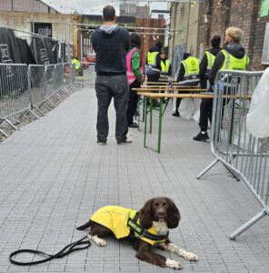 Passive Detection Dog River working at a nightclub
