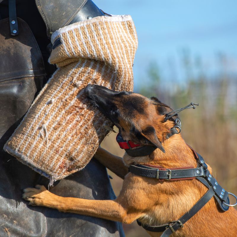 belgian-malinois-protection-dogs-belgian-malinois-store-3