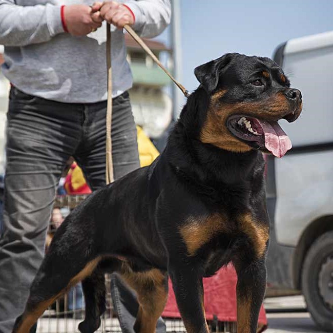 best-guard-dogs-long