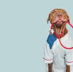 Dog holding a Stephascope