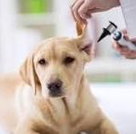 Vet looking in a dogs ear