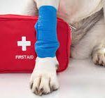 Bandaged dogs paw