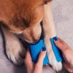 Dogs paw getting bandaged