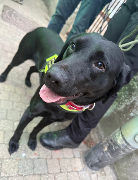 Search dog Ember ready to say hello at Metheringham Fayre & Feast 2025