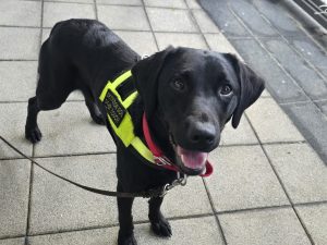 Ember the Drugs and Pyro Detection Dog