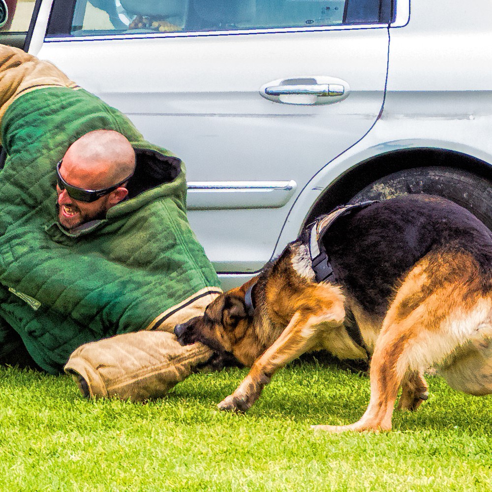 german-shepherd-police-security-dog-biting-twice-shy