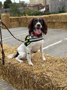 Saffy wanting to take part in the dog show at Metheringham Fayre & Feast 2025