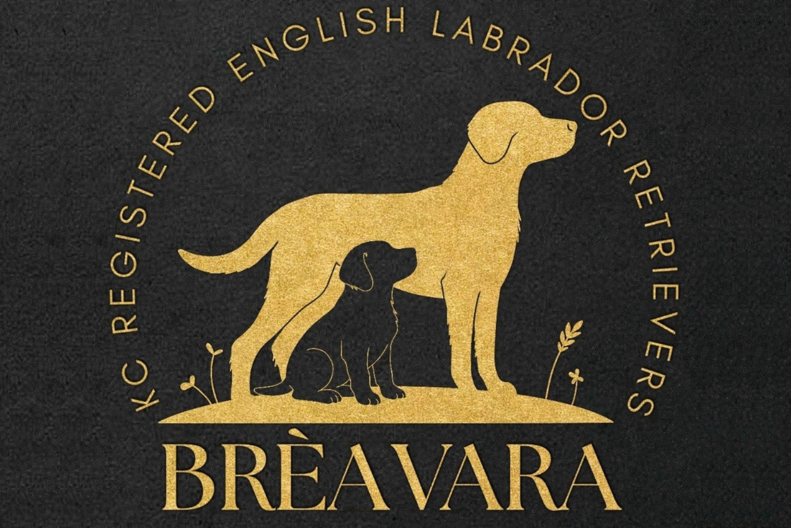 Breavara Labrador Puppies